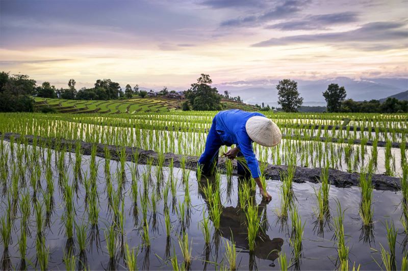 best-time-to-visit-sapa-rice-fields-1