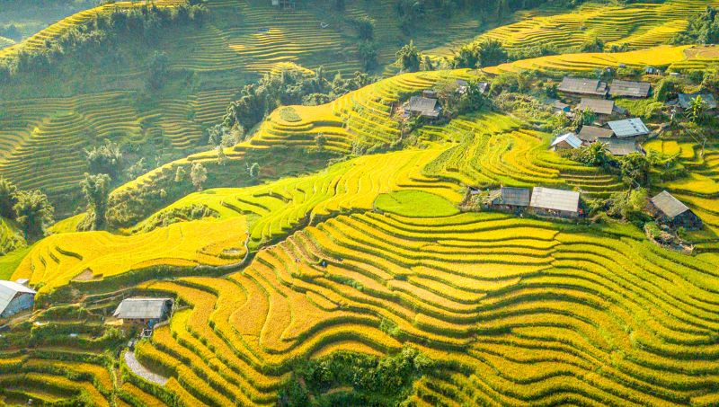 best-time-to-visit-sapa-rice-fields-2